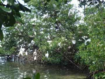 mangrove-et--pic-boeuf